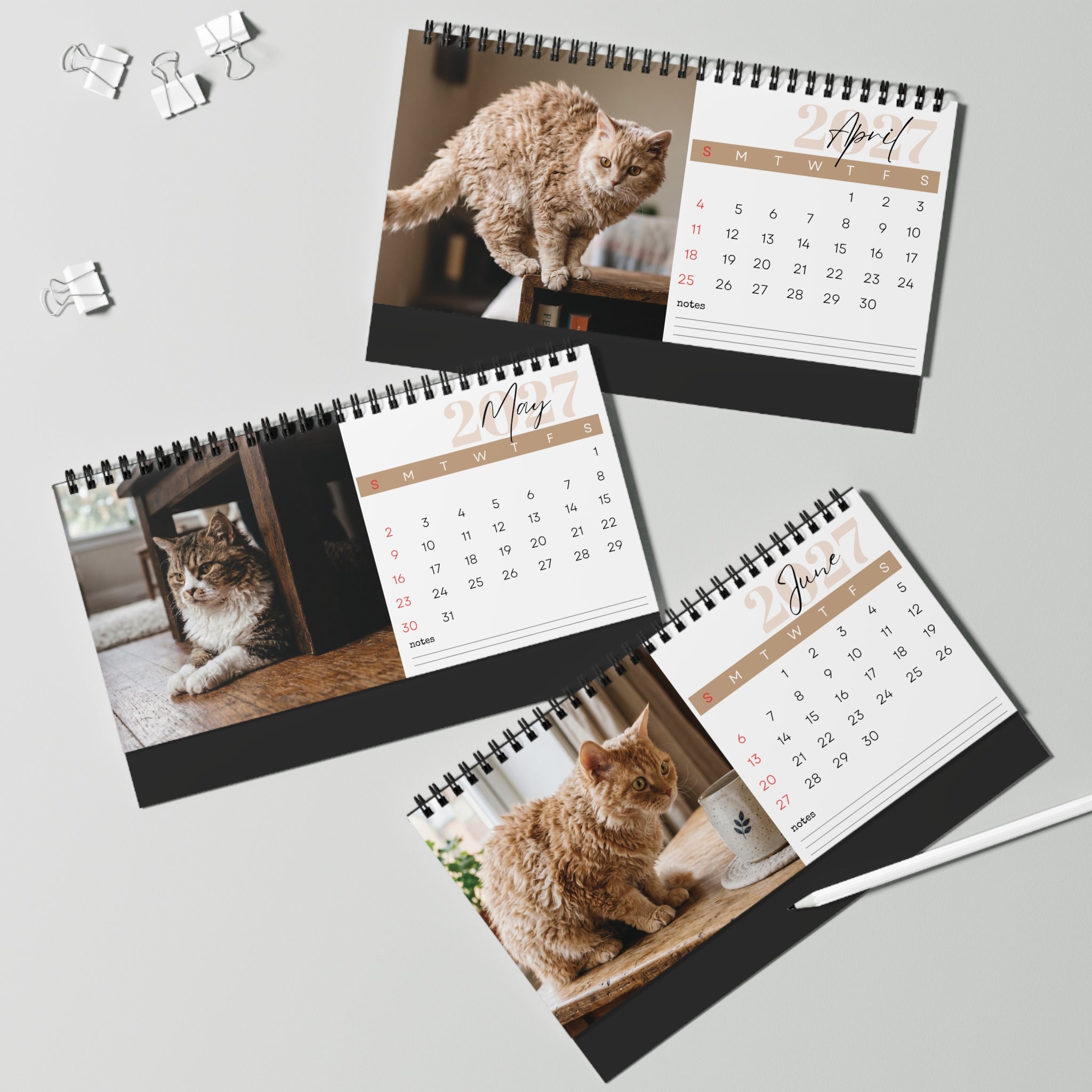 Selkirk Rex Cat Desk Calendar 2027