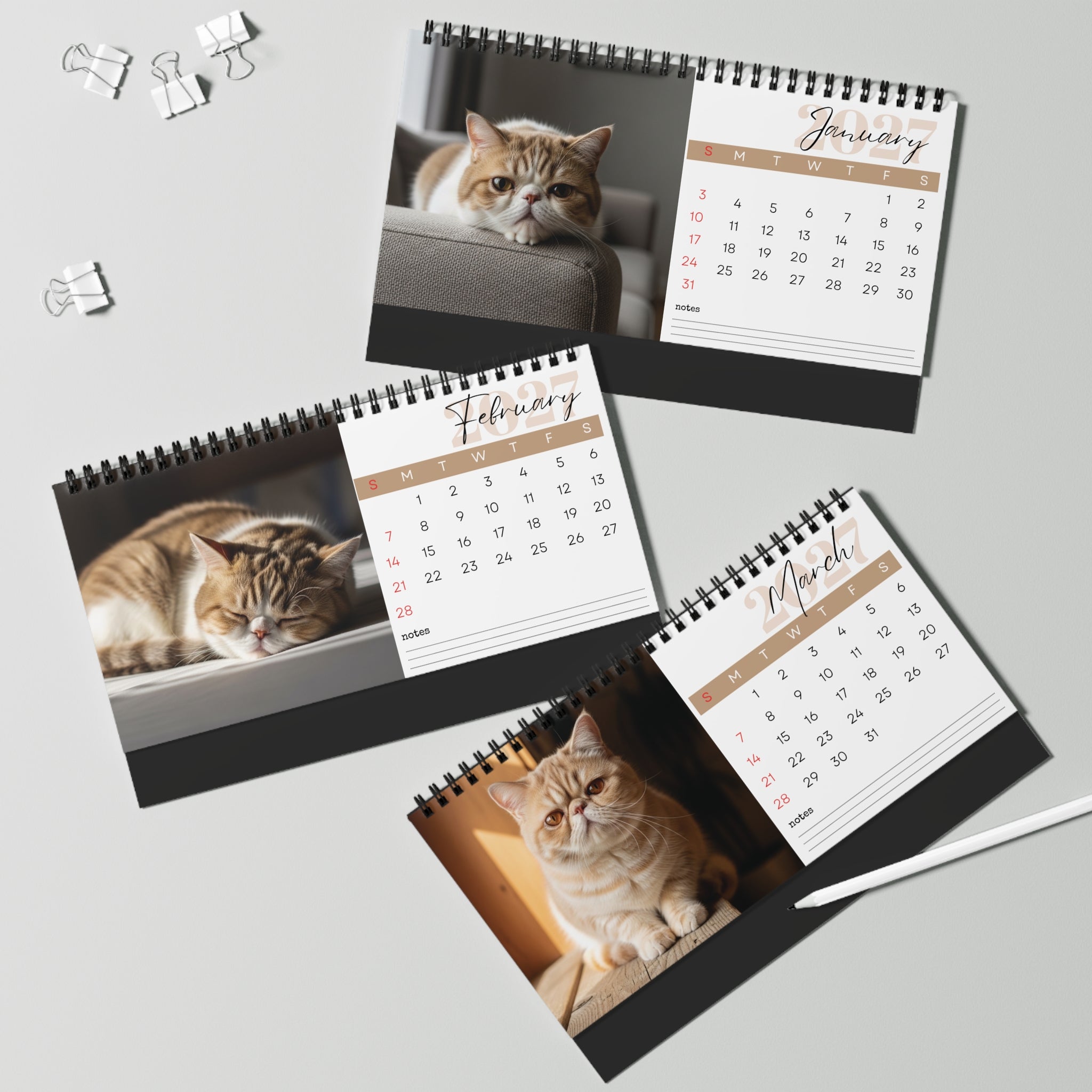 Exotic Shorthair Desk Calendar 2027