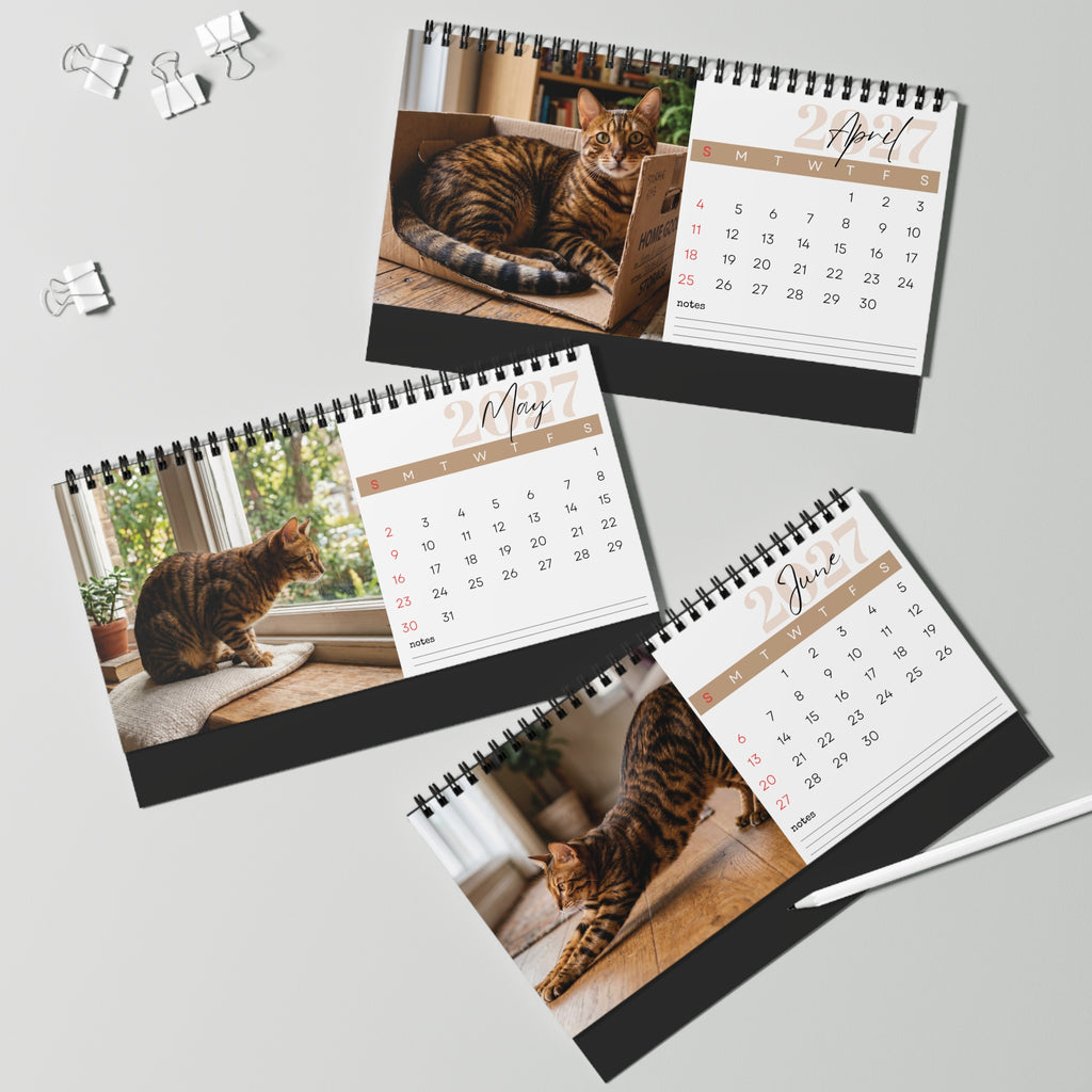 Toyger Cat Desk Calendar 2027