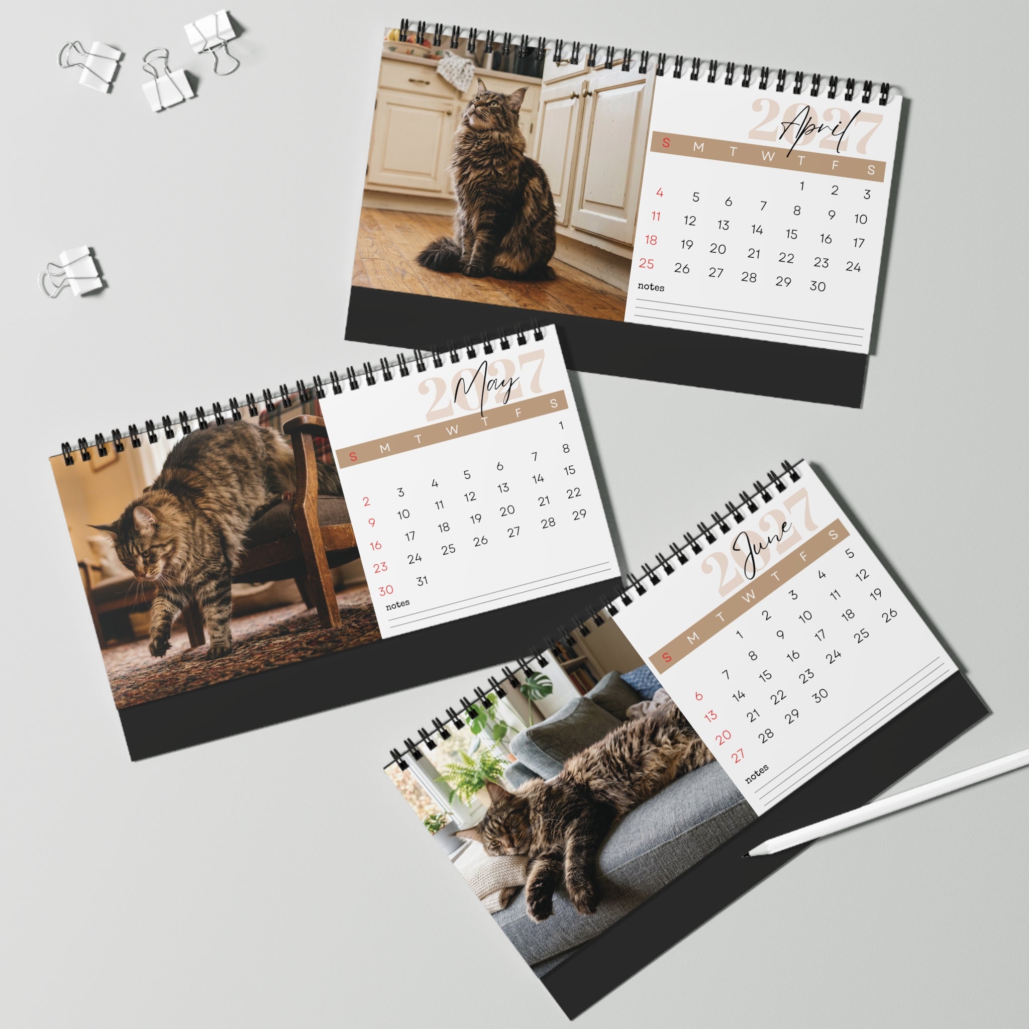 Maine Coon Cat Desk Calendar 2027