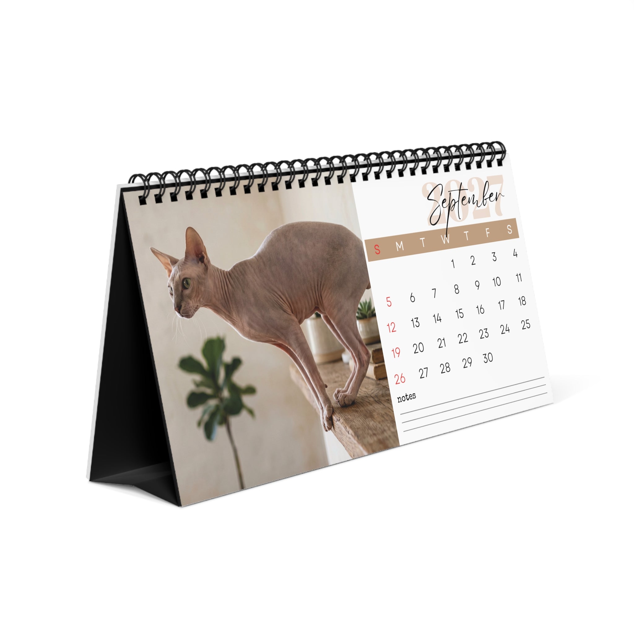 Peterbald Cat Desk Calendar 2027