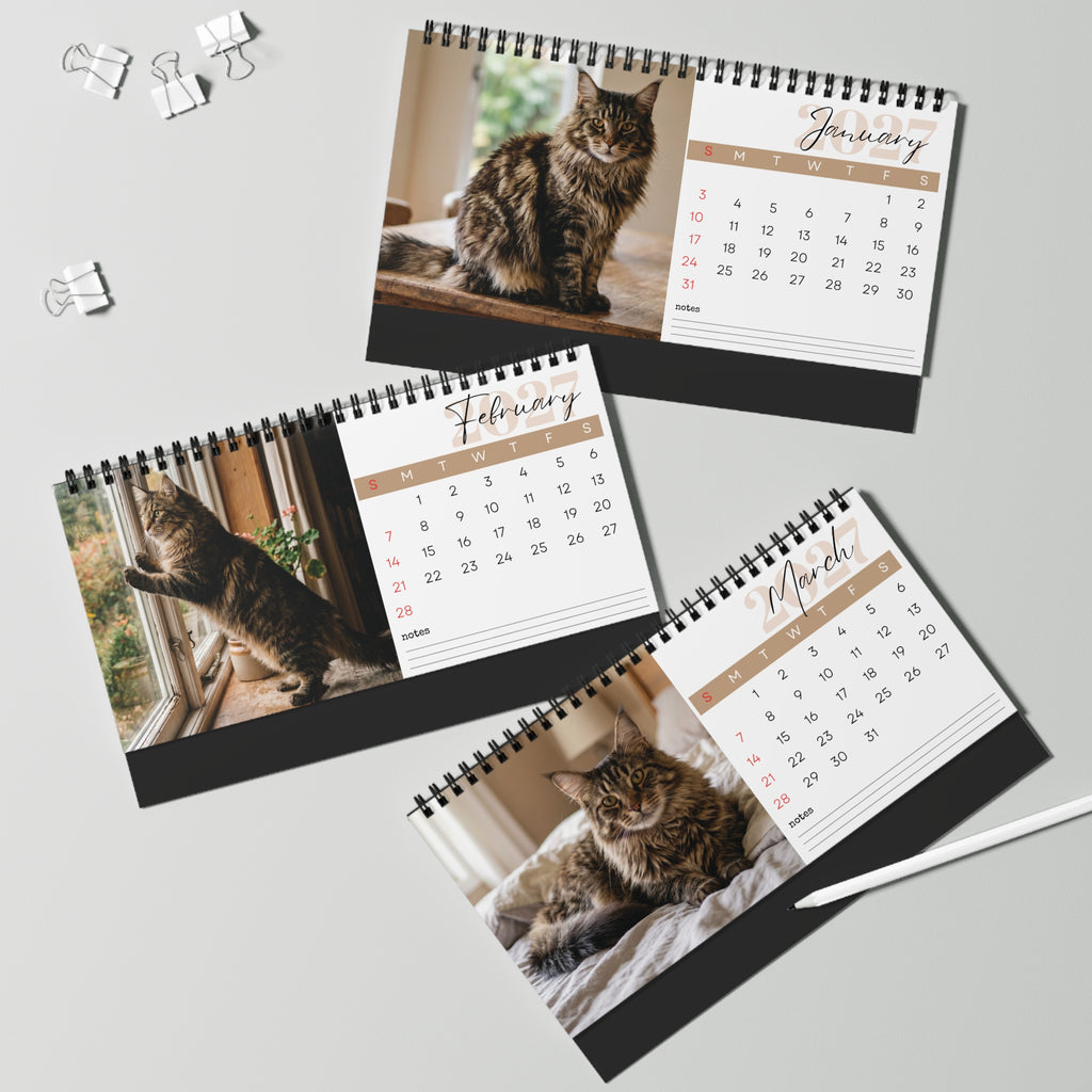 Maine Coon Cat Desk Calendar 2027
