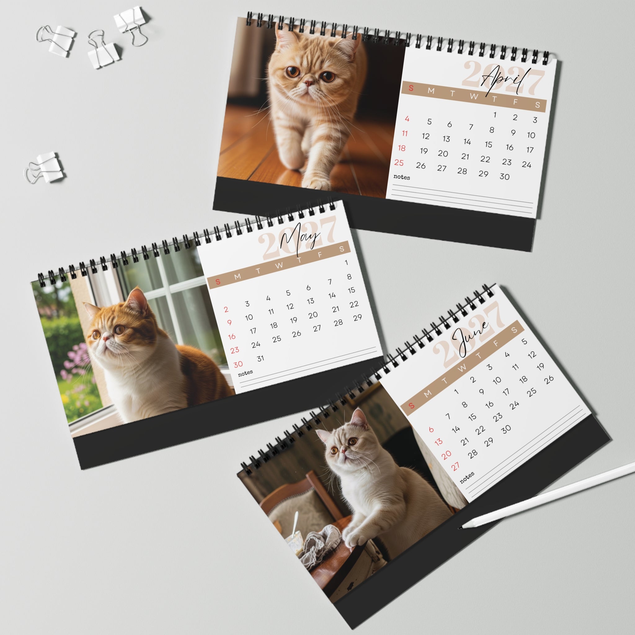 Exotic Shorthair Desk Calendar 2027