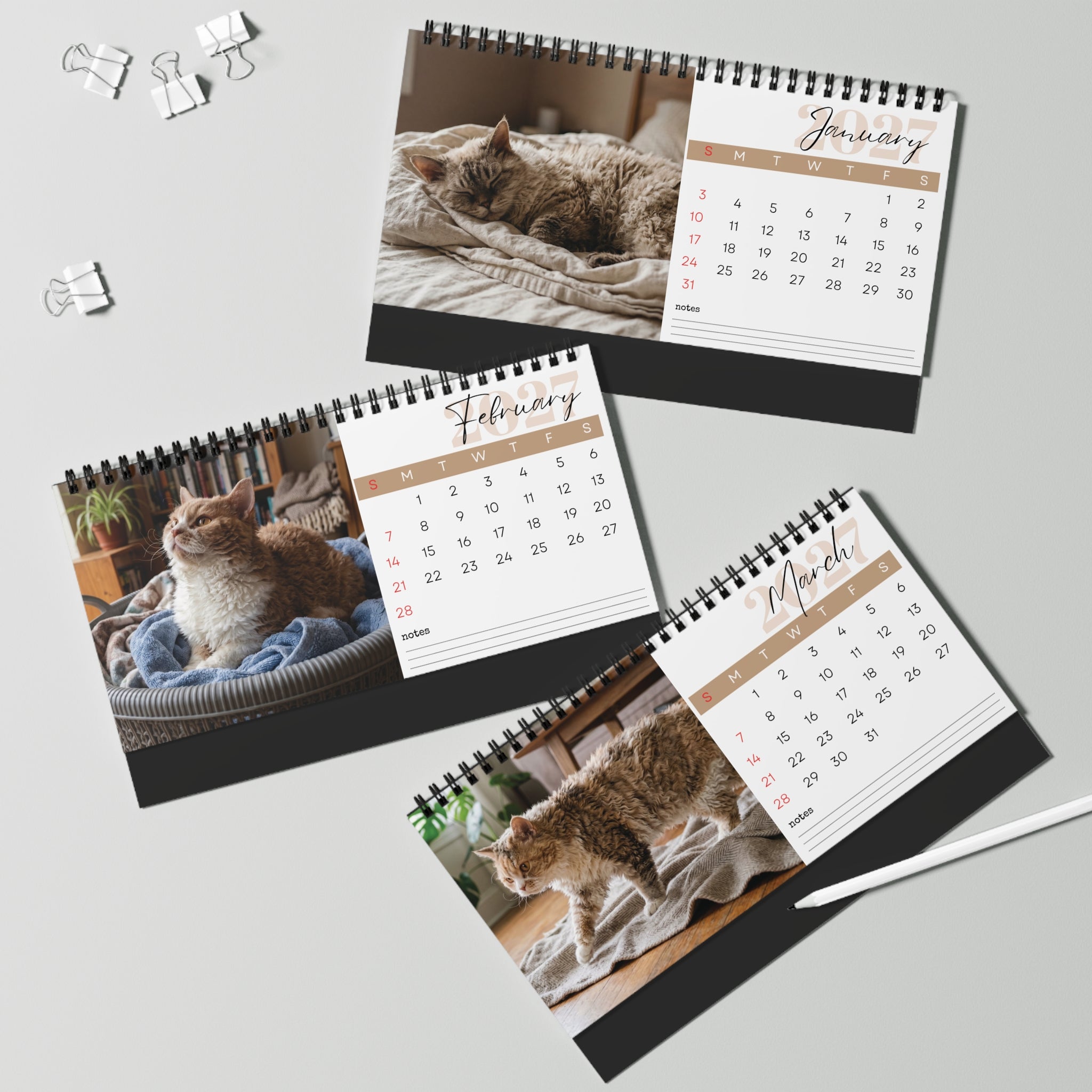 Selkirk Rex Cat Desk Calendar 2027