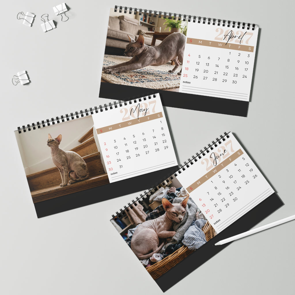 Peterbald Cat Desk Calendar 2027