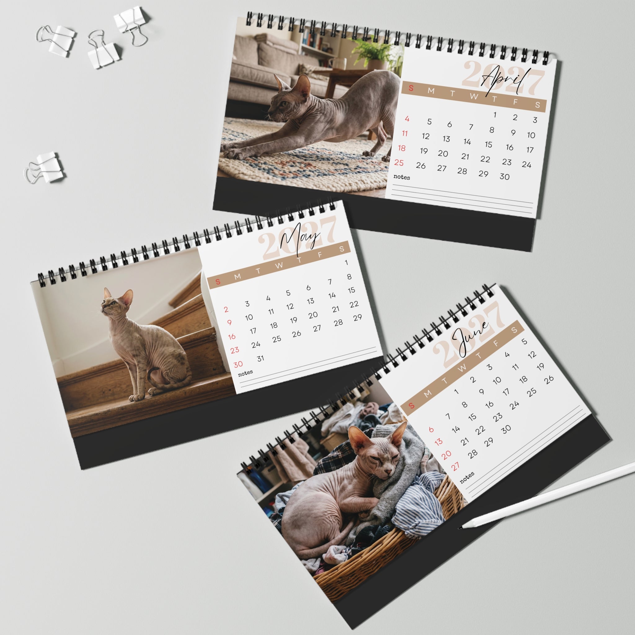 Peterbald Cat Desk Calendar 2027
