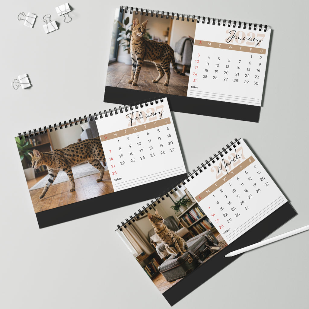 Savannah Cat Desk Calendar 2027